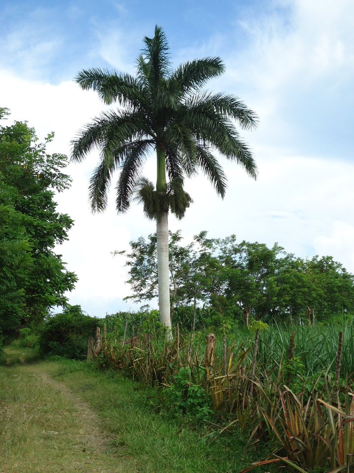 de donde crecen las palmas