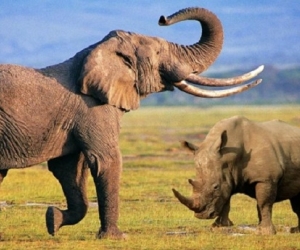 Elefantes, rinocerontes