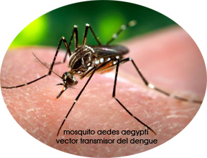 Mosquito viajero