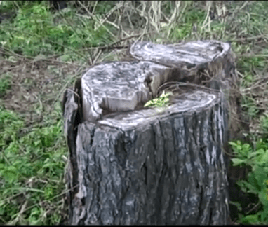 Tala de cedros foto de José R Borges