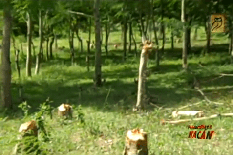 Tala de árboles reforestados