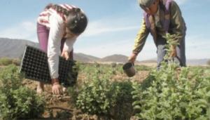 9589-niños-agricultura-eu