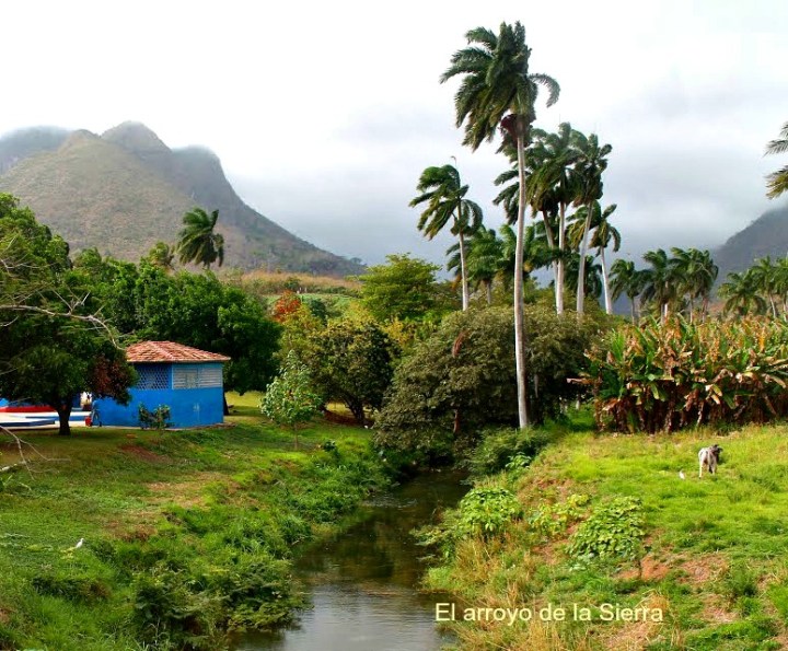 Arroyo monkey  geometria mariposa