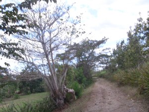Camino a la  "Finca Canel"
