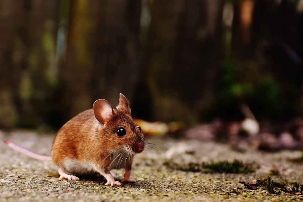 Ejercicio de distracción y Ratatouille(s) a la vista. Lee más allá de la primera&nbsp;frase
