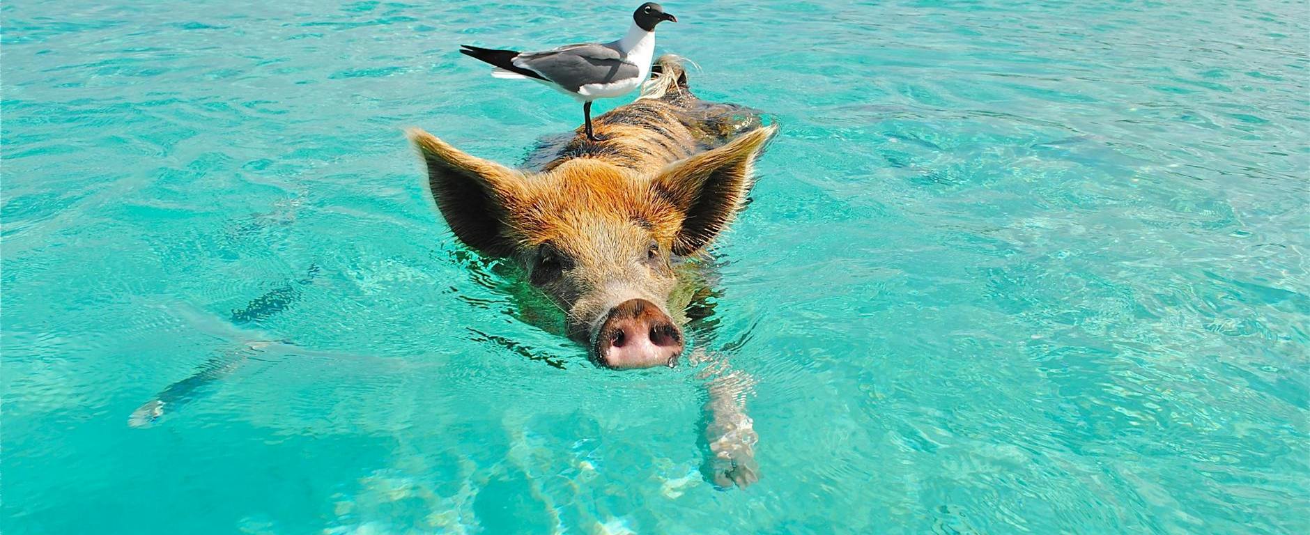 cronica de navegante