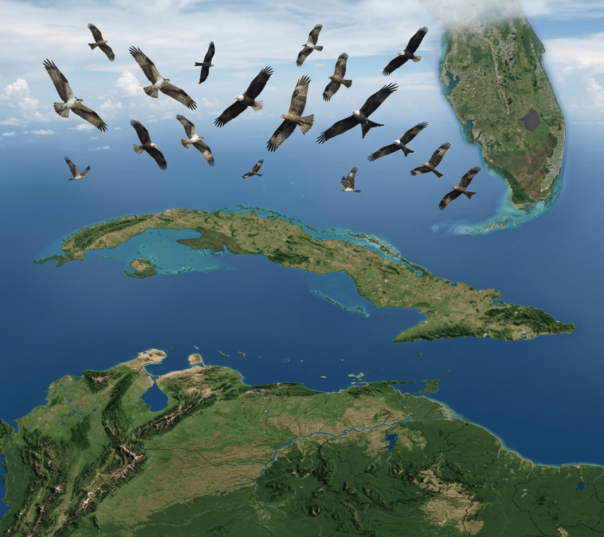 Flock of birds flying over a satellite map of the Caribbean