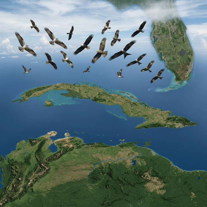 Flock of birds flying over a satellite map of the Caribbean
