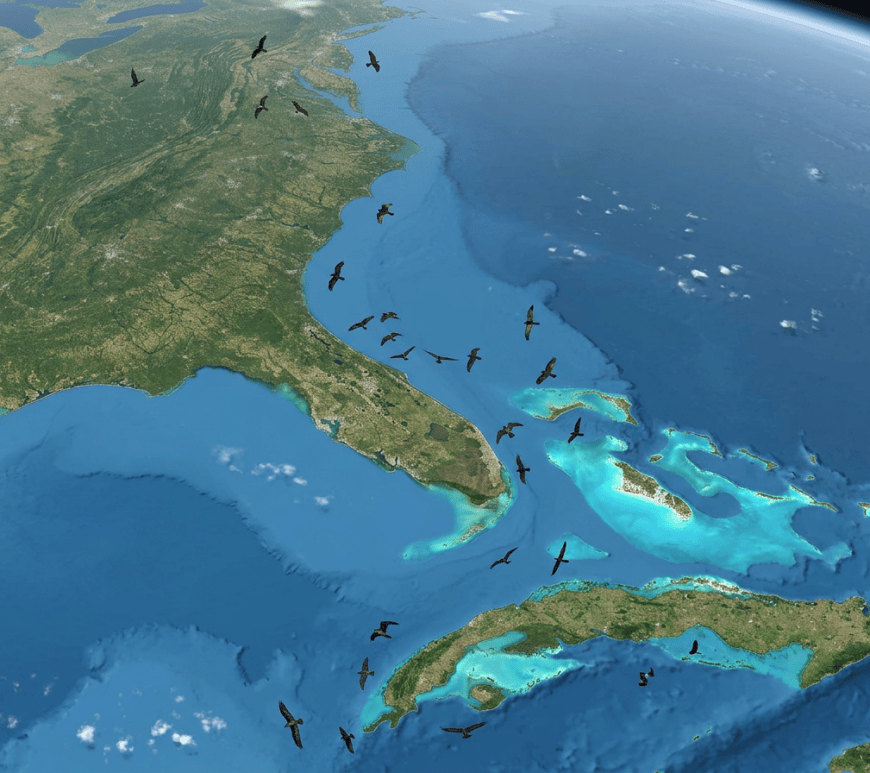 Aerial view of Florida, Cuba, the Bahamas, and flying birds